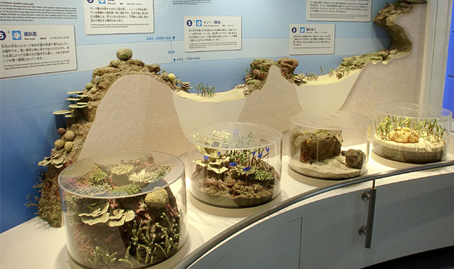 沖縄記念公園・休憩所（美ら海プラザ）展示工事・サンゴ礁断面模型