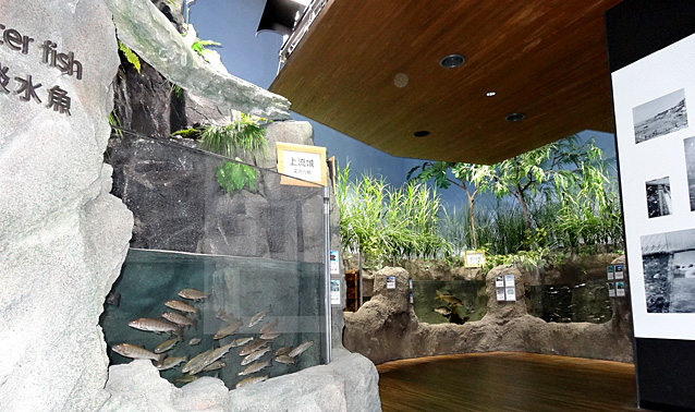 鶴岡市立加茂水族館改築情景展示工事・淡水魚ゾーン