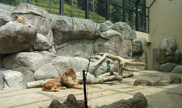 日本平動物園・ライオン舎