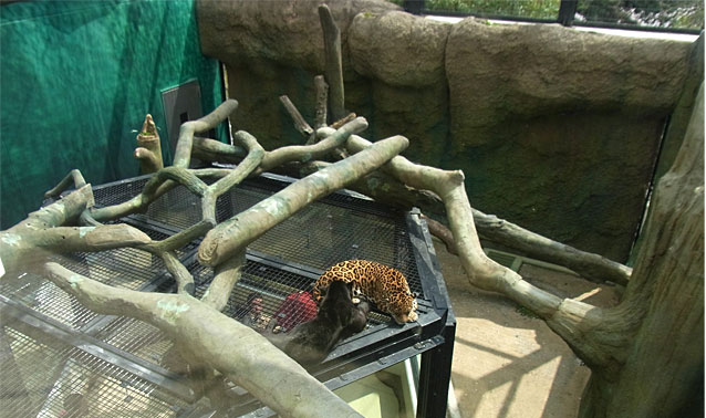 日本平動物園猛獣館建築工事・ジャガー舎