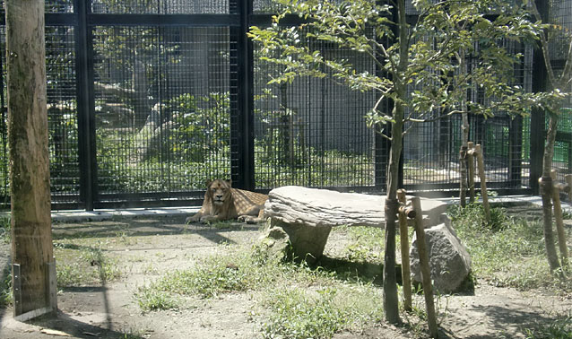 平川動物公園・ライオン・オオカミ舎