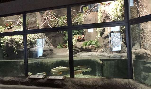 円山動物園・熱帯雨林館・アジアアロワナ・インドオオコウモリ舎