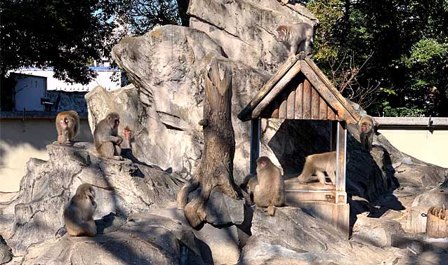 上野動物園・サル山