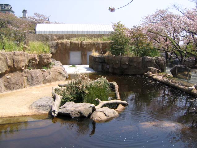 王子動物公園カバ舎