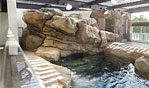 京都水族館・ペンギン水槽・擬岩・擬土・擬木