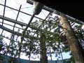 天王寺動物園アイファー北米の森（沼杉）補修工事　擬木